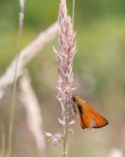 Close-up of insect on plant