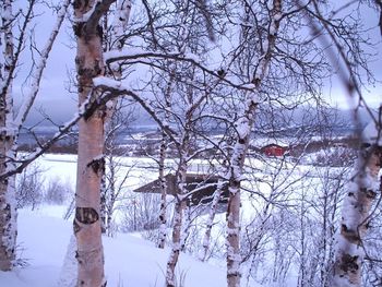 Bare trees on snow covered landscape