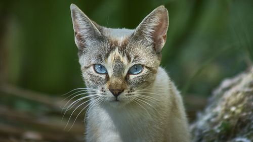 Close-up portrait of cat 