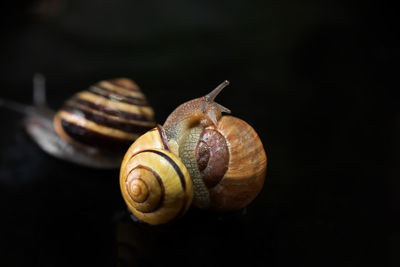 Close-up of snail against black background