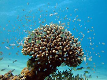 Close-up of coral in sea