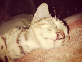 Close-up of cat sleeping on bed at home