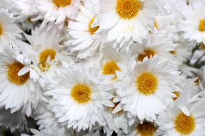 Close-up of white daisy flowers