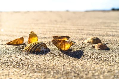 Close-up of crab on sand at beach against sky