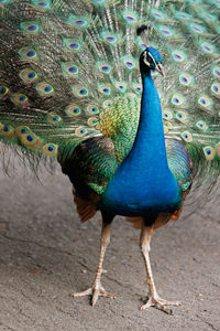 Close-up of peacock