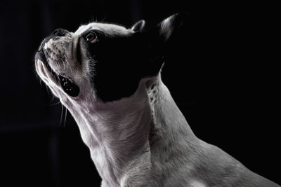Close-up of a dog looking away