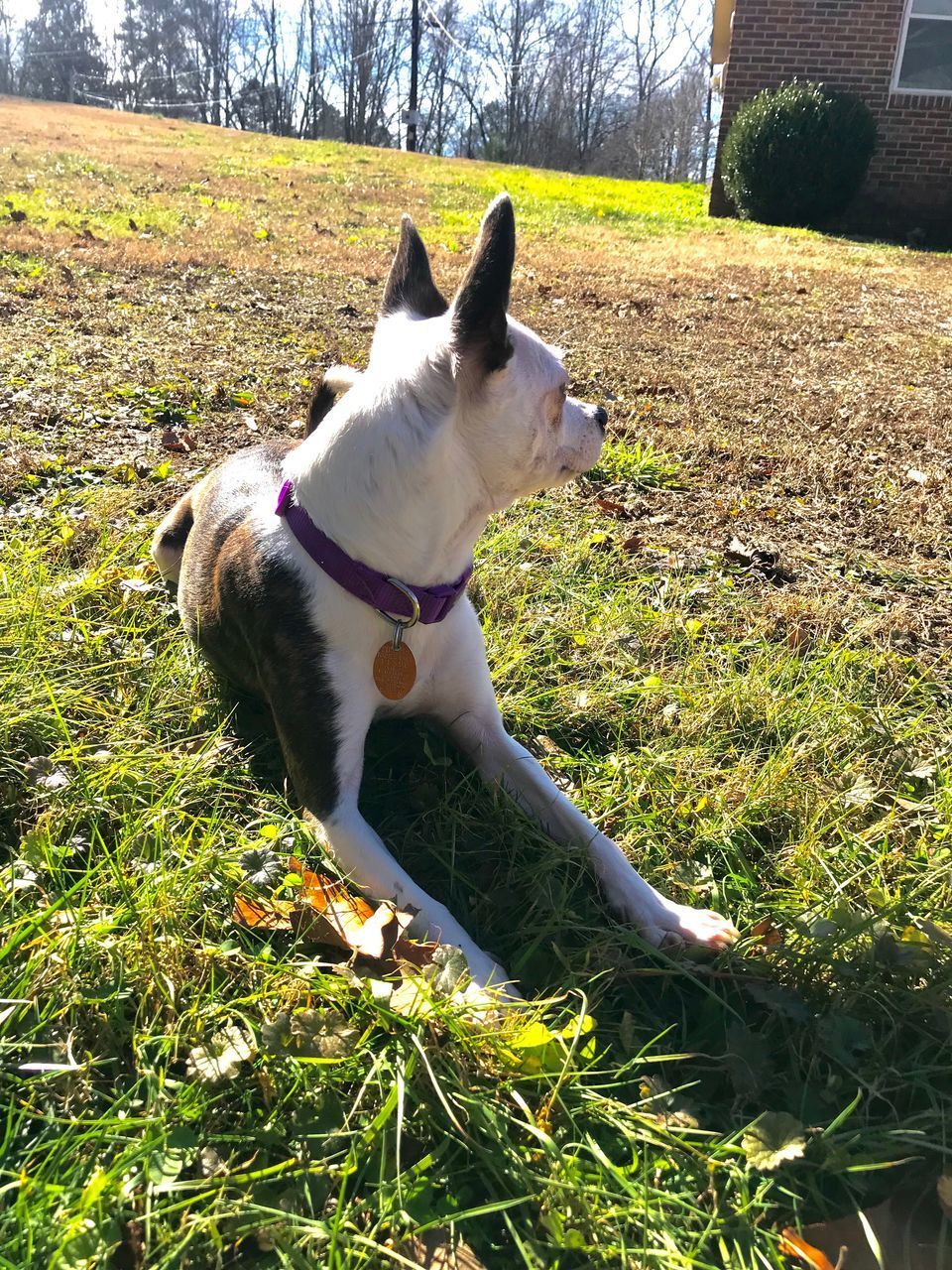 DOG LOOKING AWAY ON GRASS