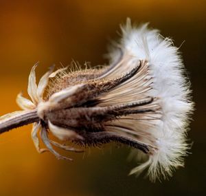 Close-up of flowers against blurred background