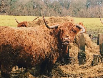 Horse standing on field