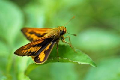 Close-up of butterfly on leaf