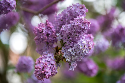 Close-up of purple flowering plant