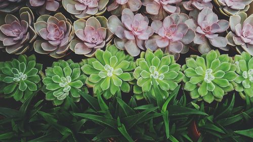 Close-up of pink and green flowering plant