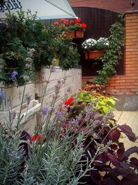 Potted plants in backyard