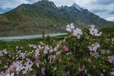 Scenic view of flowering plants by mountains against sky