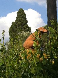 Low angle view of trees against sky