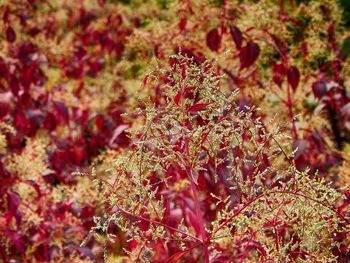 Close-up of red flowers growing on tree during autumn