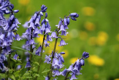 Close-up of bumblebee on purple flowering plant