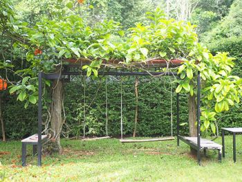 Plants and trees in garden