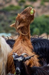 Various goats eating fruits at field