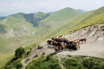 High angle view of horses on mountain