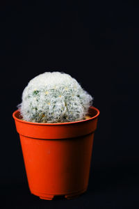 Close-up of tea cup against black background