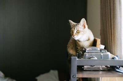 Cat sitting by window