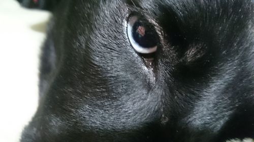 Close-up portrait of a dog