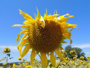 Low angle view of sunflower blooming against sky