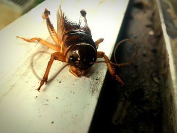 Close-up of insect