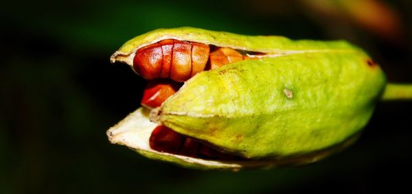 Close-up of insect on leaf