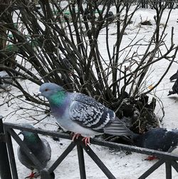 Bird perching on tree