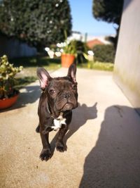 Portrait of dog in park during sunny day