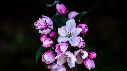 Close-up of pink flowers blooming outdoors