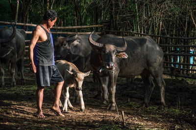 Man walking by cow and buffalo in farm