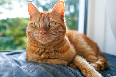 Orange cat lying on a grey plaid