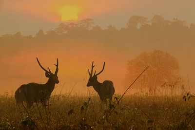 View of deer on field during sunset