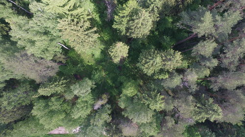 High angle view of trees in forest