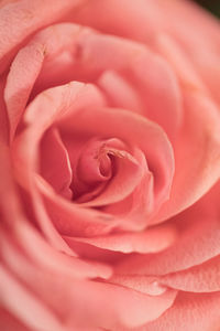 Close-up of rose