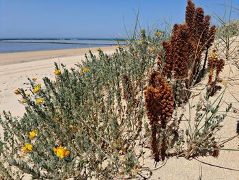 Plants growing on beach against clear sky