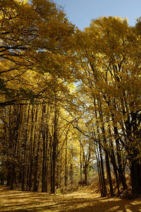 Trees in forest during autumn