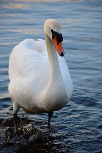 Close-up of swan in lake