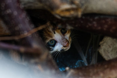 Close-up portrait of a cat