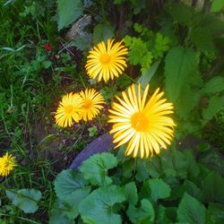 Close-up of yellow flowers blooming outdoors