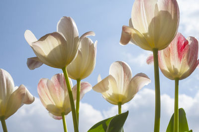 Close-up of yellow tulips against sky