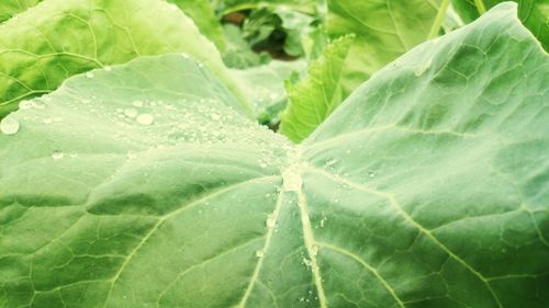 Full frame shot of green leaf