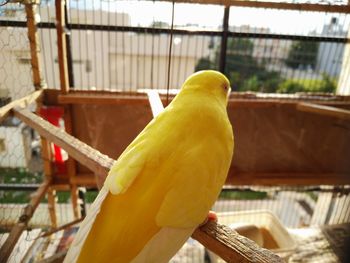 Close-up of parrot perching in cage