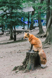 Side view of a cat sitting on a tree