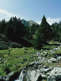 Scenic view of river by trees against sky