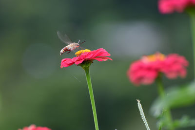 Close-up of honey bee on pink flowering plant