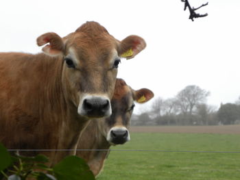 Portrait of cow on field